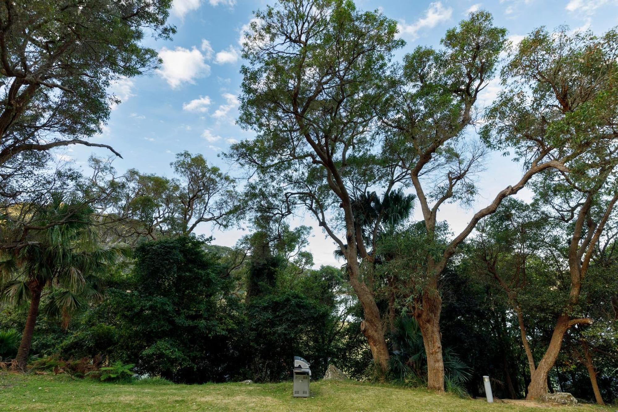 Currawong *